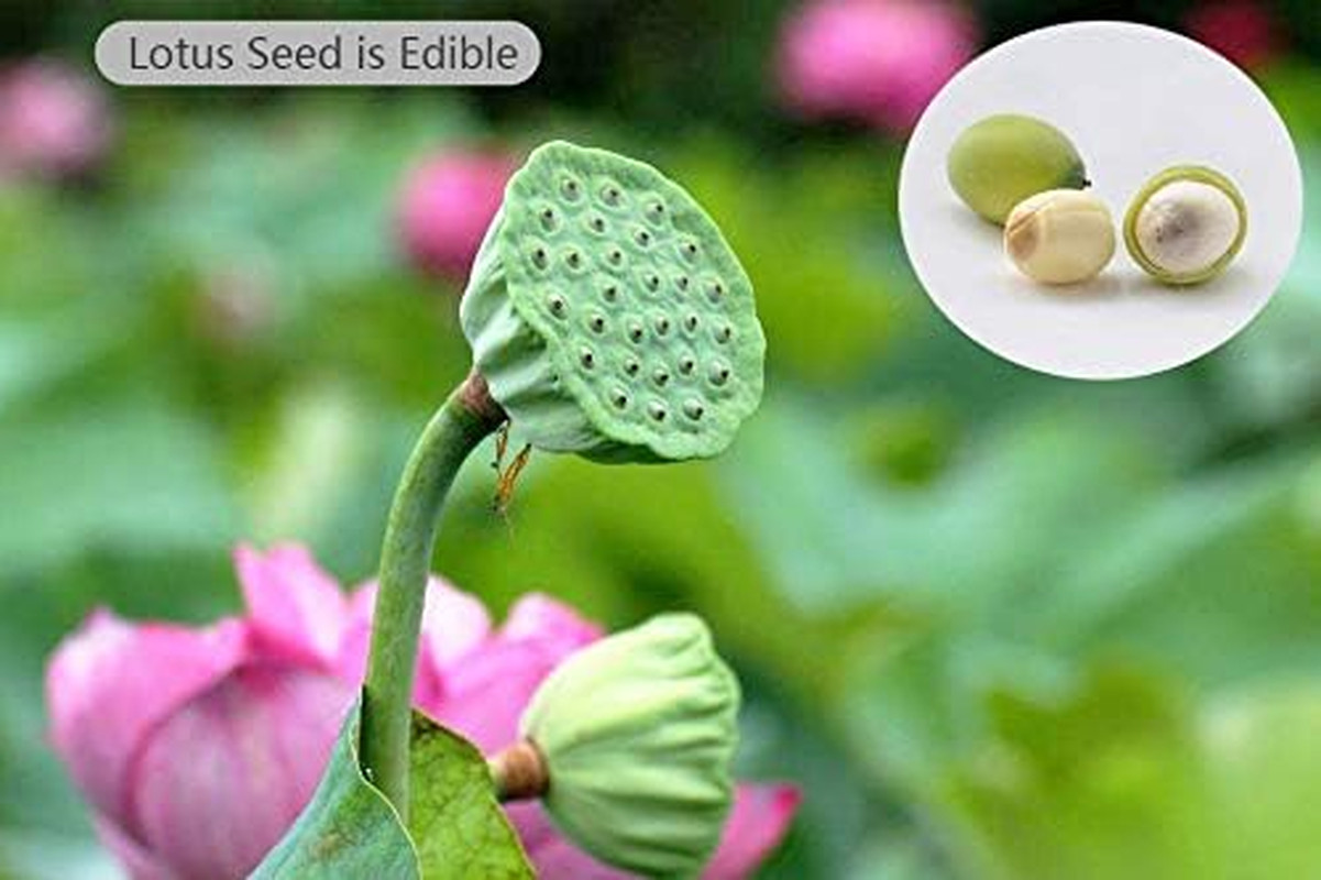 Lotus Flower Seeds for Home Planting Ornamental, Mixed Pink & Red Flower, Can Pu