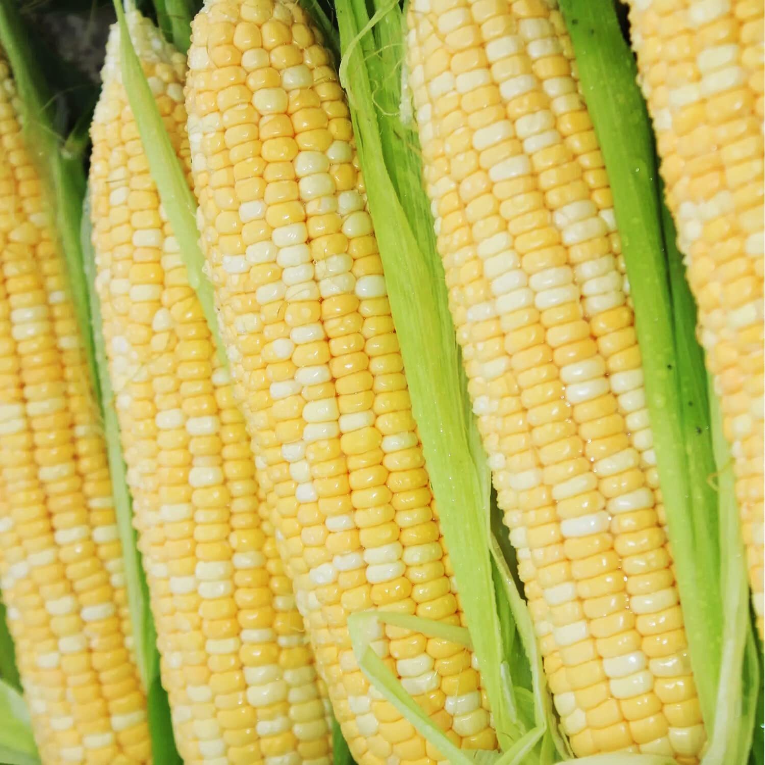 200 pcs “Peaches and Cream” Bi-Color Sweet Corn Seeds, Non GMO & Heirloom Seeds,