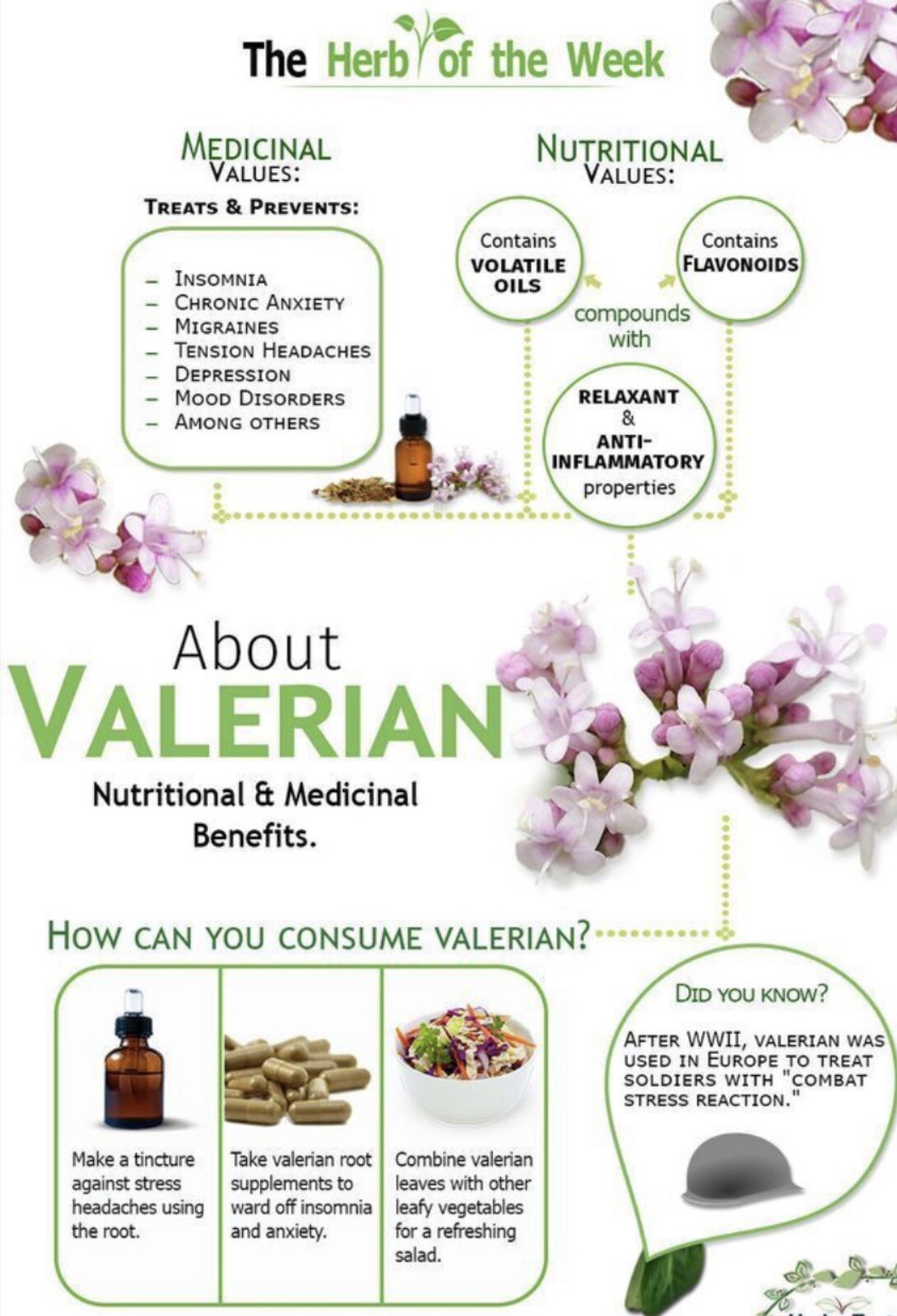 150 Valerian Seeds-Medicinal Plant-NON GMO-Valeriana officinalis