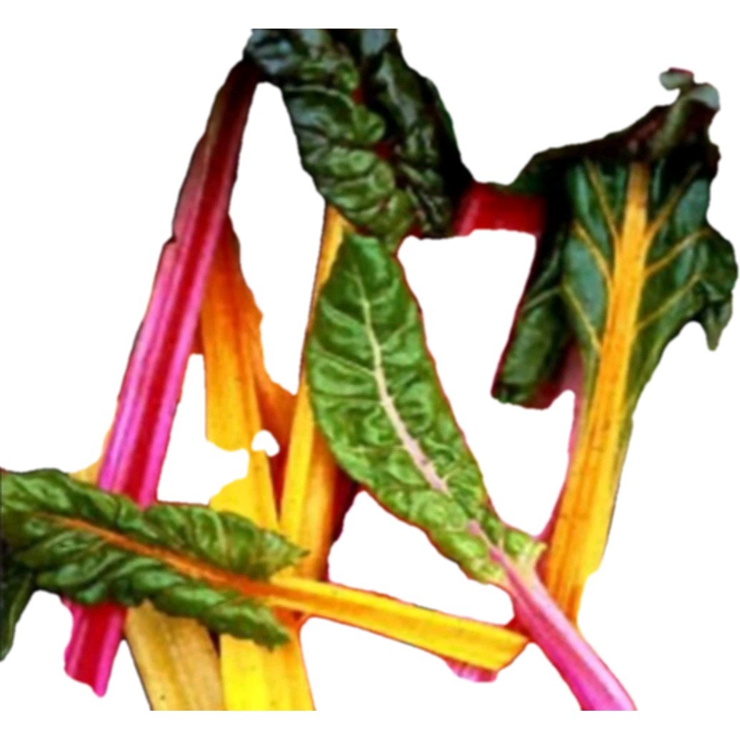Northern Lights Swiss Chard Seeds 30 Count Organic Non Gmo