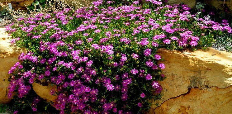 20 ICE PLANT Seeds (Delosperma Cooperi) Daisy Flower Hardy Ground Cover Plant