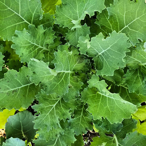 Dwarf Siberian Kale Seeds | Heirloom / Non-GMO | Free Shipping | Seed Store 1098