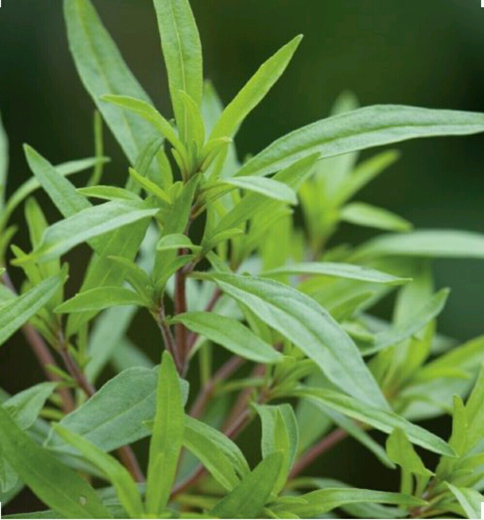 500 SUMMER SAVORY Herb Flower Seeds-Non GMO-Organic-Open Pollinated