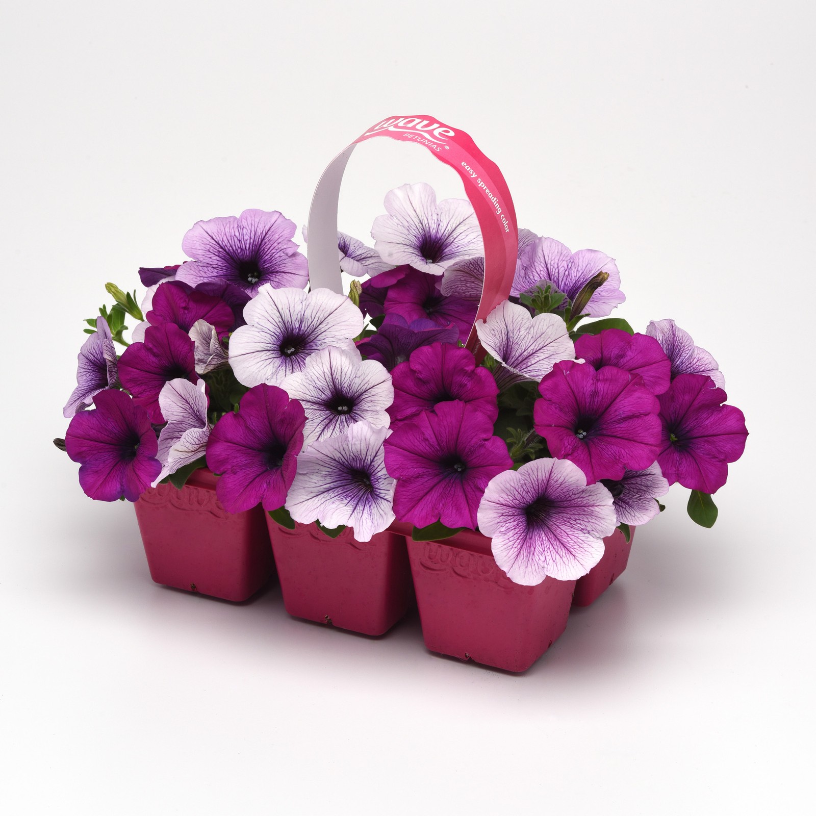 15 Seeds Easy Wave Spreading Petunia Plumb Pudding Flower Seed Mix