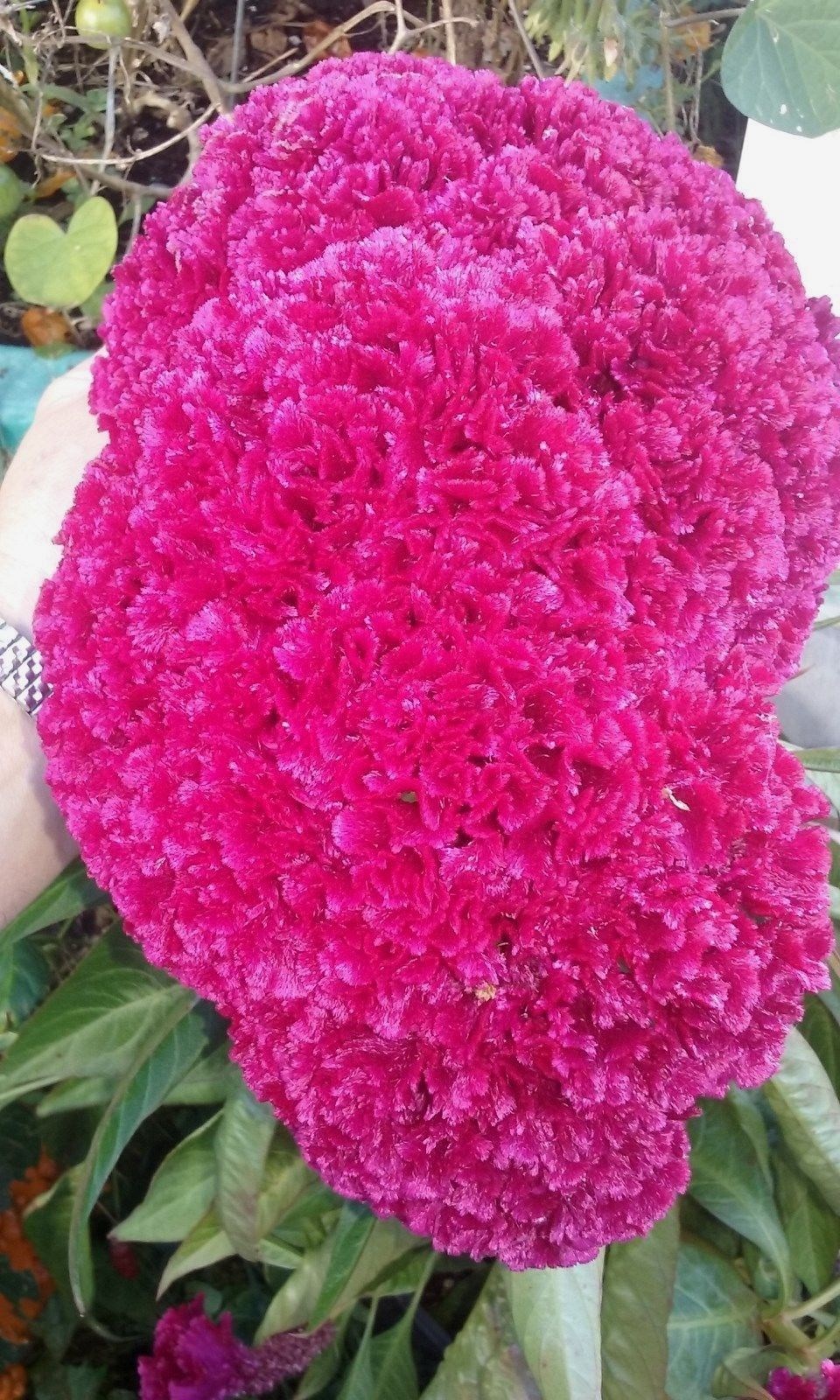 Hot NEON Purple Brain Head Celosia – 3-4 FT TALL- 25 SEEDS – Comb.S/H
