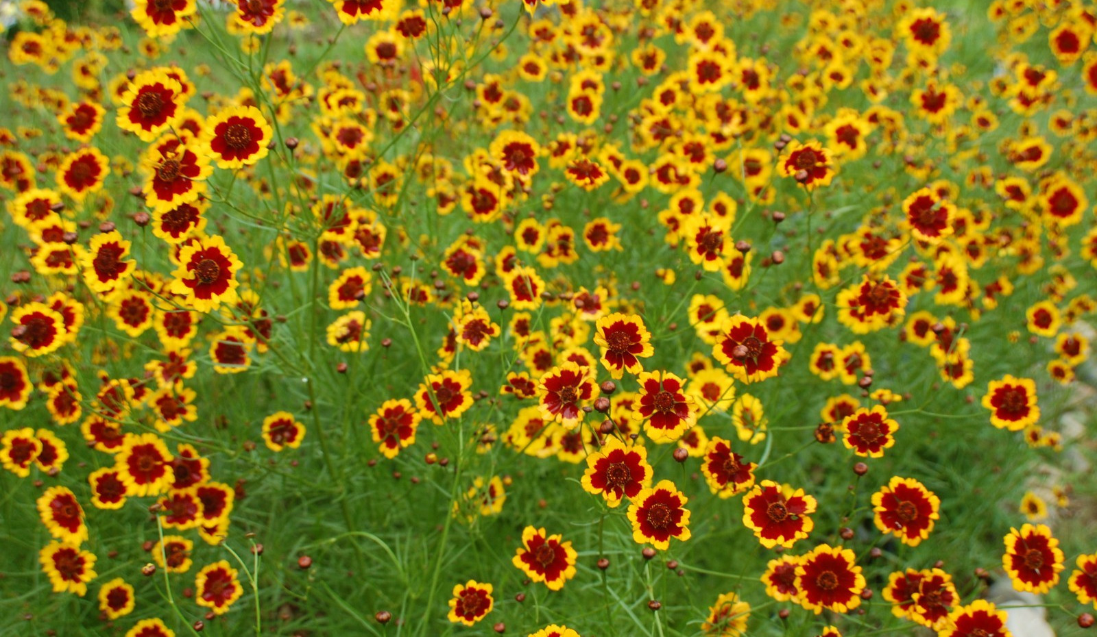 1 gram+ Coreopsis tinctoria Seeds/Tall Plains Coreopsis/Central US Native Plant