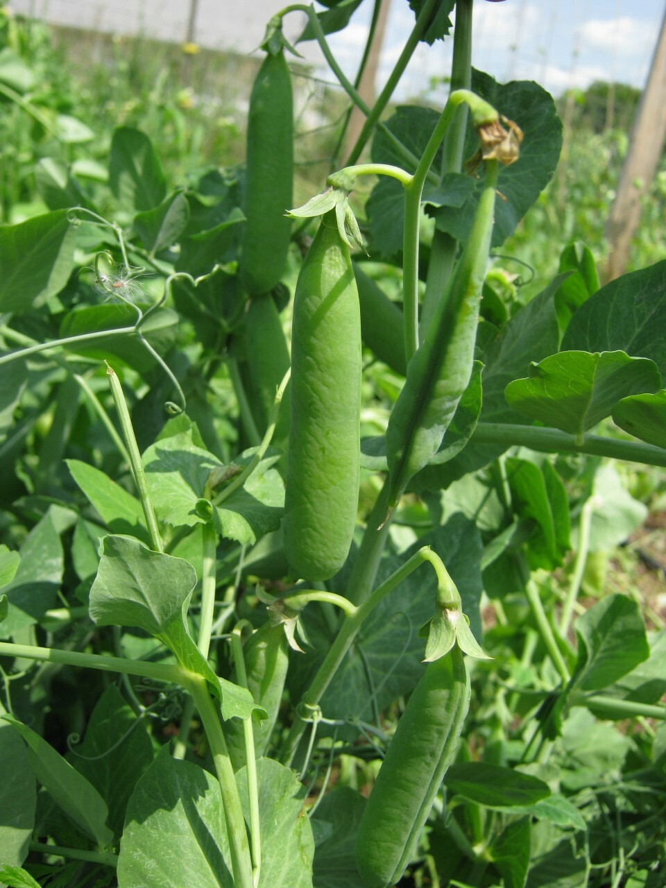 Little Marvel Pea Seeds 25 Ct Pod Vegetable Garden HEIRLOOM NON-GMO USA