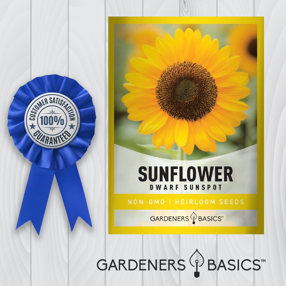 Sunspot Sunflower Seeds