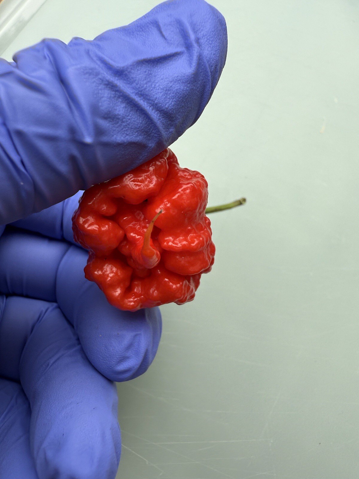 10+ Carolina Reaper Pepper Seeds World Record 100% Organic Free shipping