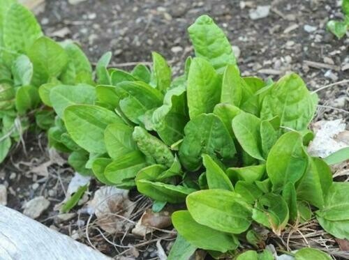 Sorrel 3500+Seeds Vegetable Herb Plant Roselle Sour Asian Rau Chua Banh Xeo