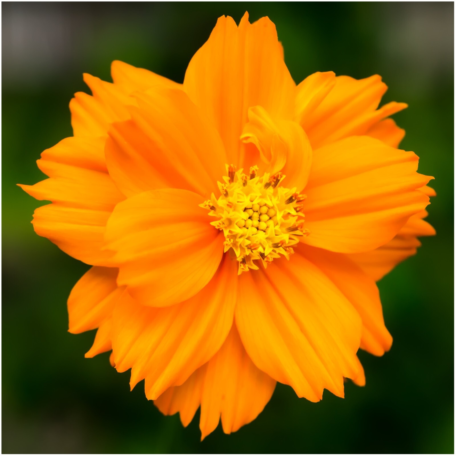 Seed Needs Crazy Cosmos Mix 10+ Varieties NO FILLER – 1/2 LB