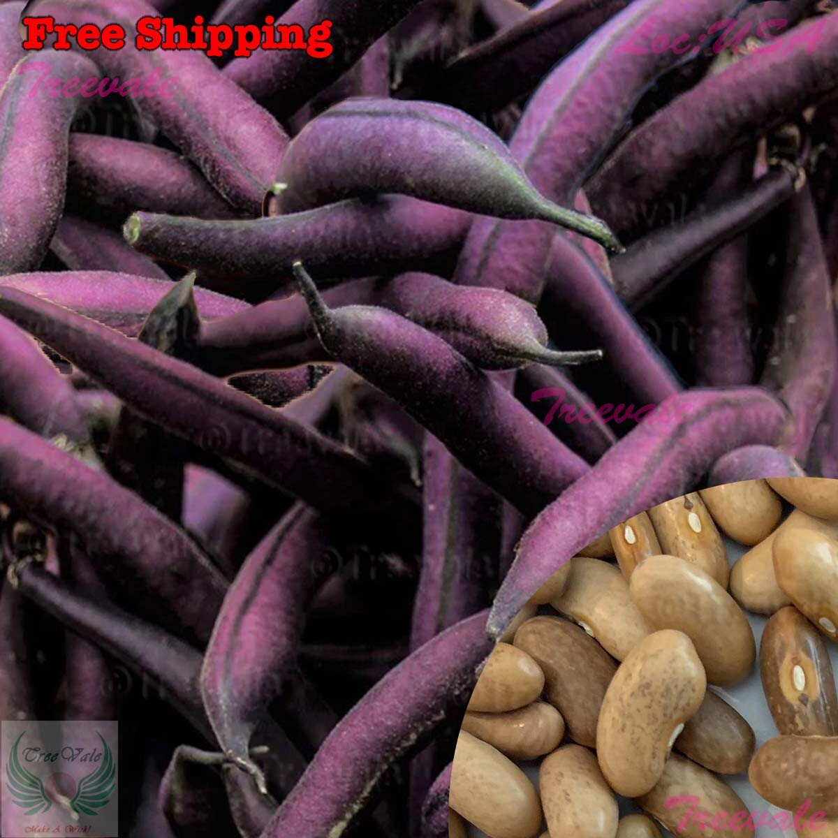 Royal Burgundy Green Bush Bean Seeds – Purple Pod Snap Bean | Vegetable Seeds