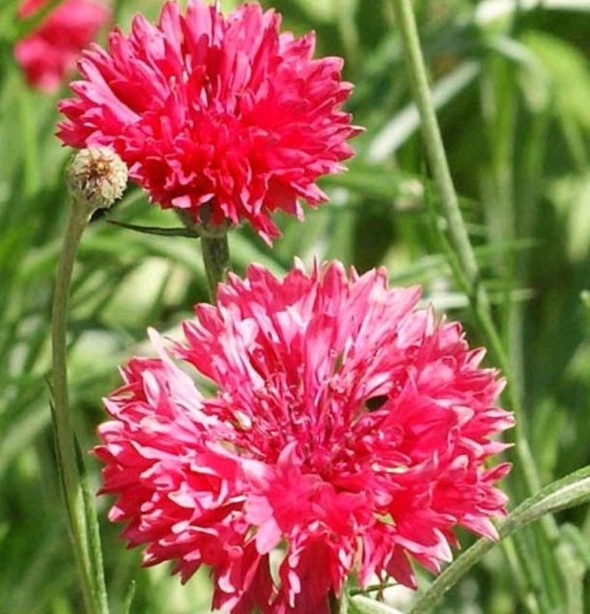 400+ Red Cornflower Seeds **Fresh Seeds** ~~Free Shipping~~