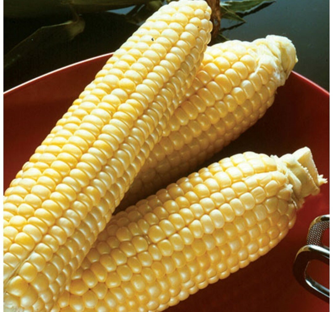1/2 Pound ( 1600 Seed) “Incredible” Variety Sweet Corn Seeds Untreated Non GMO