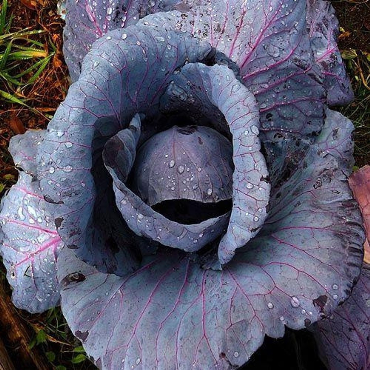 Red Acre Cabbage Seeds, NON-GMO, FREE SHIPPING