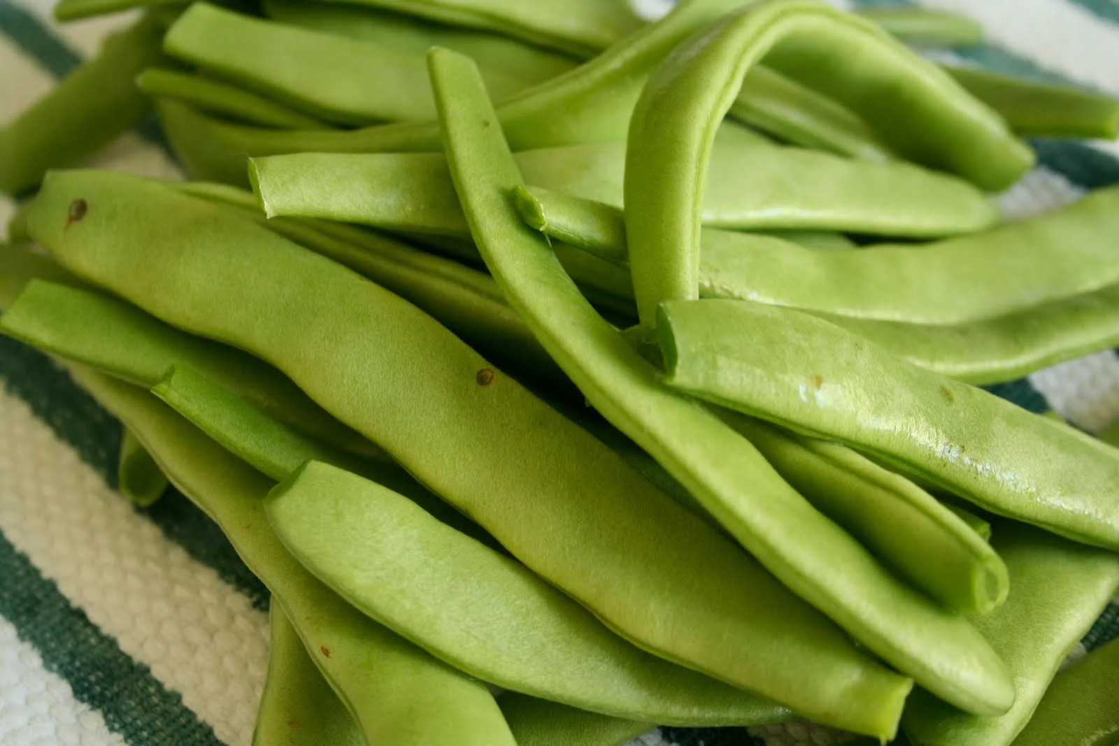 Lu Qing Romano Bean Seeds | Pole Beans Light Green Flat Runner Roma Seed 2023