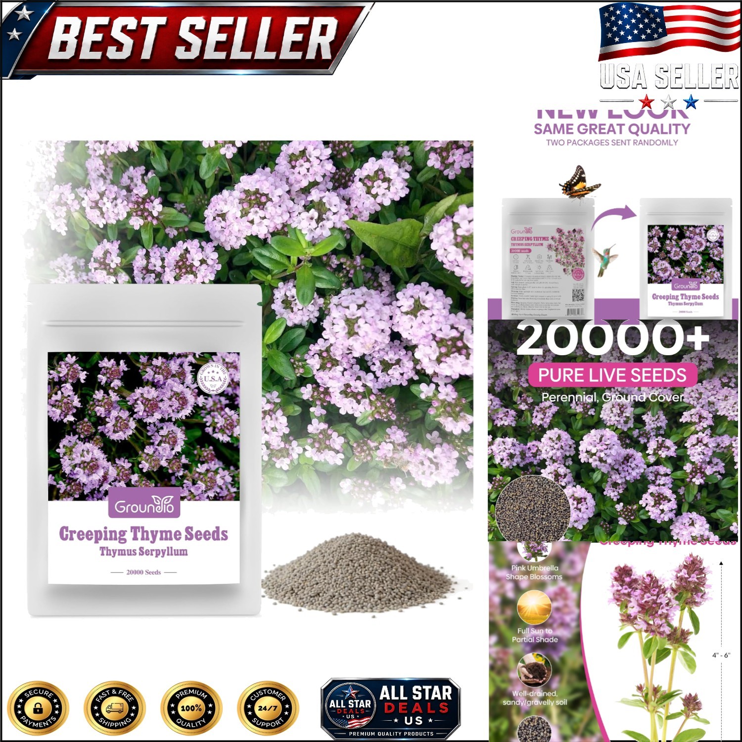 High-Germination Rate Creeping Thyme Seeds – 20000+ Fragrant Plants for Gardens