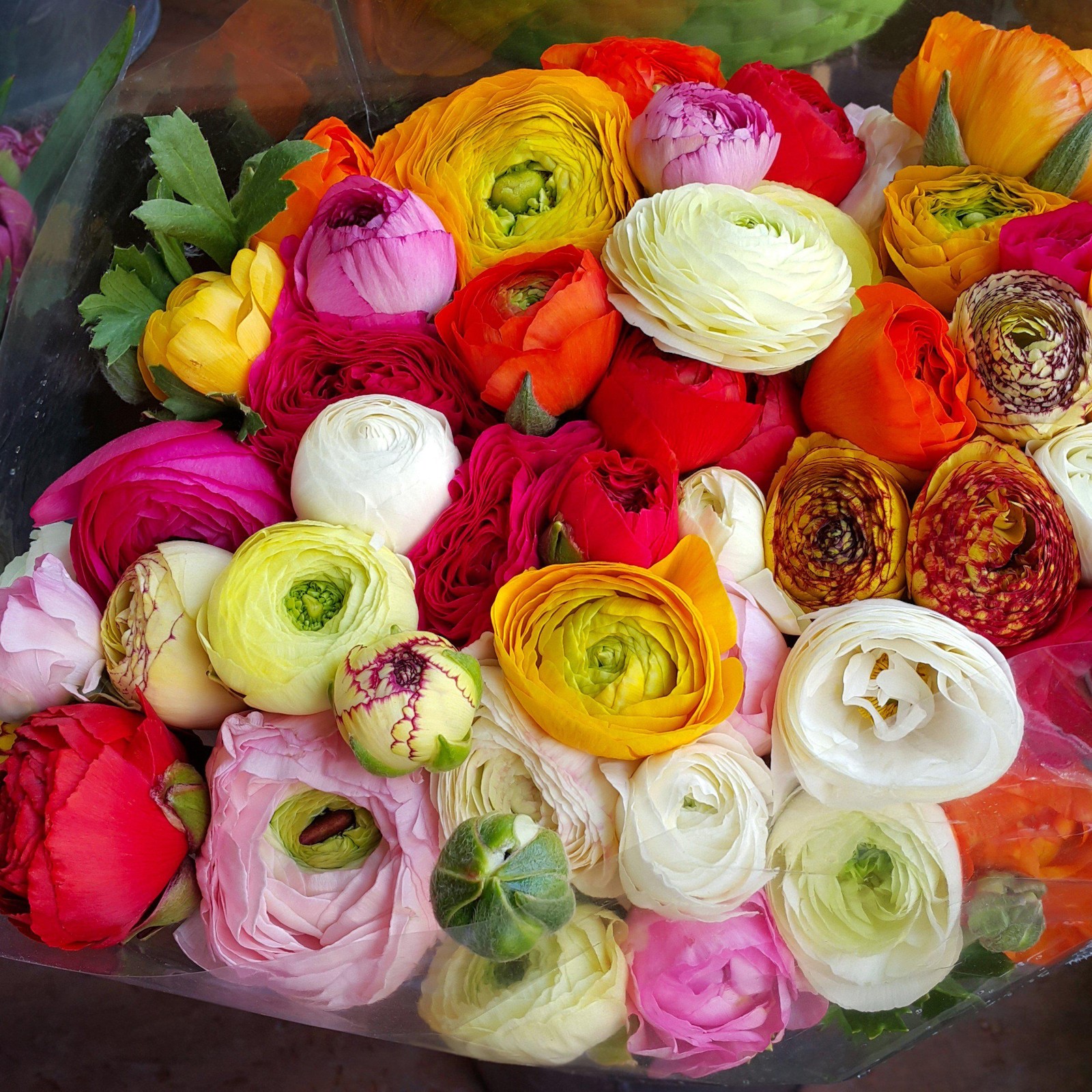 Easy to Grow Ranunculus Buttercup Flower Fields Collection 30 Plant Bulbs Spring