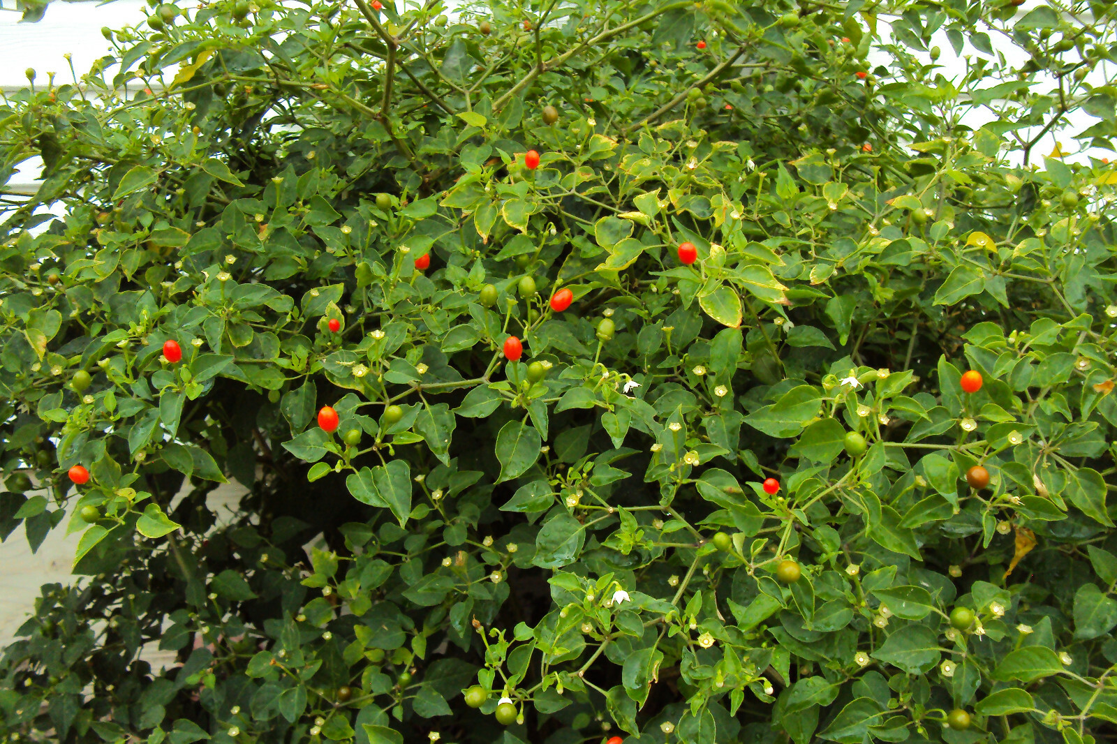 Chiltepin Birds Eye Bird Pepper Wild Chili Heirloom Premium 45 Seeds VERY HOT