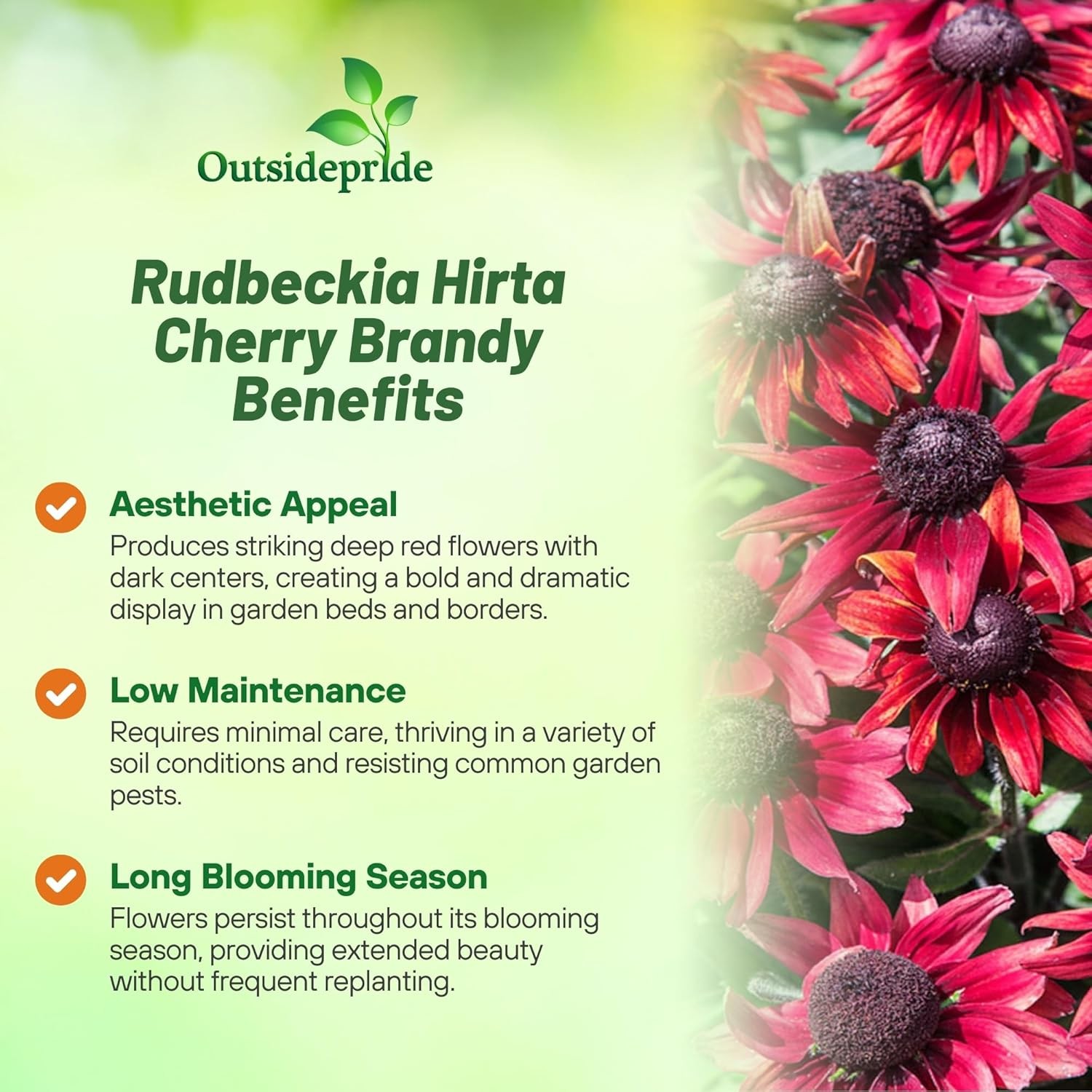 25 Seeds Rudbeckia Hirta Cherry Brandy Drought Tolerant Garden Plant Flower