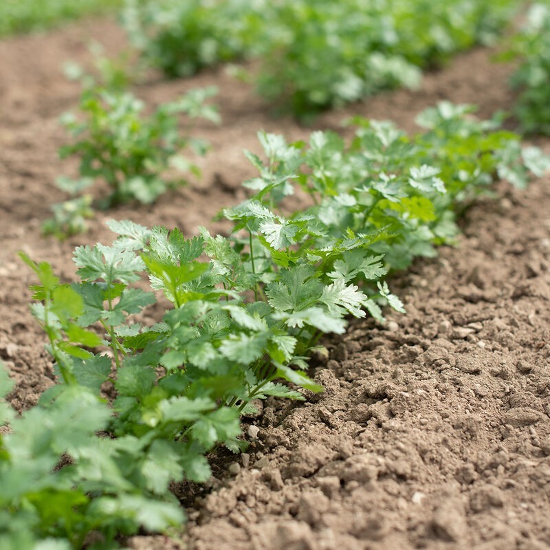 Johnny’s Seeds Organic Cilantro Seed 5 LB Herb Garden Non-GMO Leisure