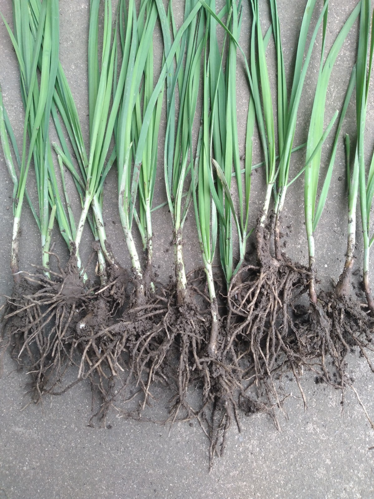 50 Garlic Chives Leek Plant Roots, Allium Tuberosum, Puerros , 韭菜根, 부추