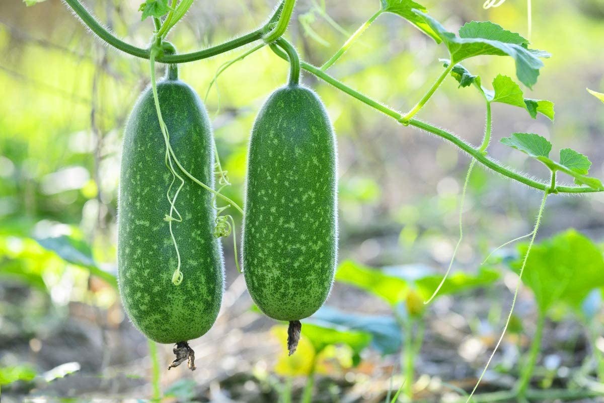 Fuzzy Melon Seeds |USA Gourd Fuzzy Star Hair Hairy Squash Chi Qua Mo Gwa 2024