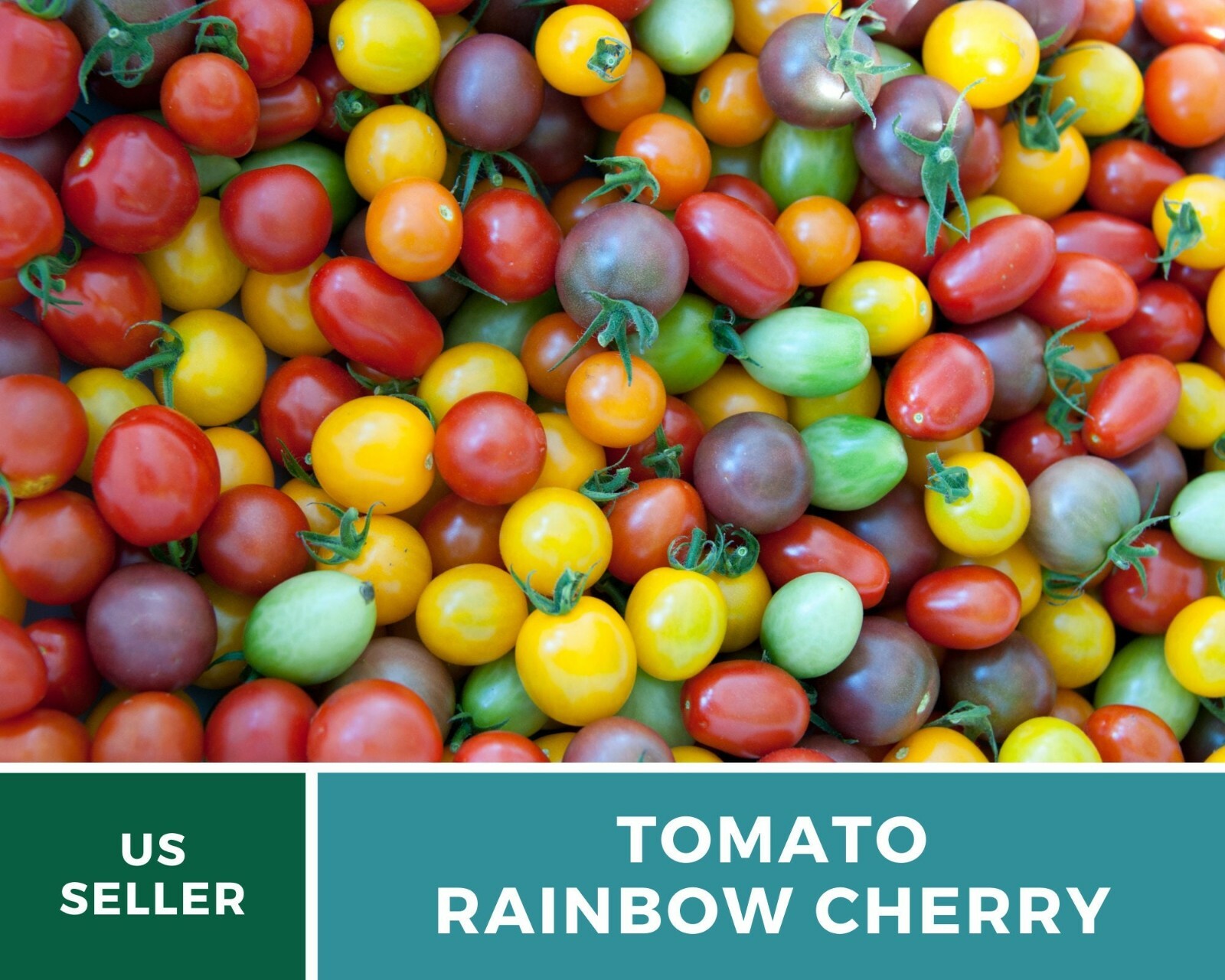 Tomato, Rainbow Cherry – Heirloom Seeds – Easy to Grow – GMO Free (Solanum lycop