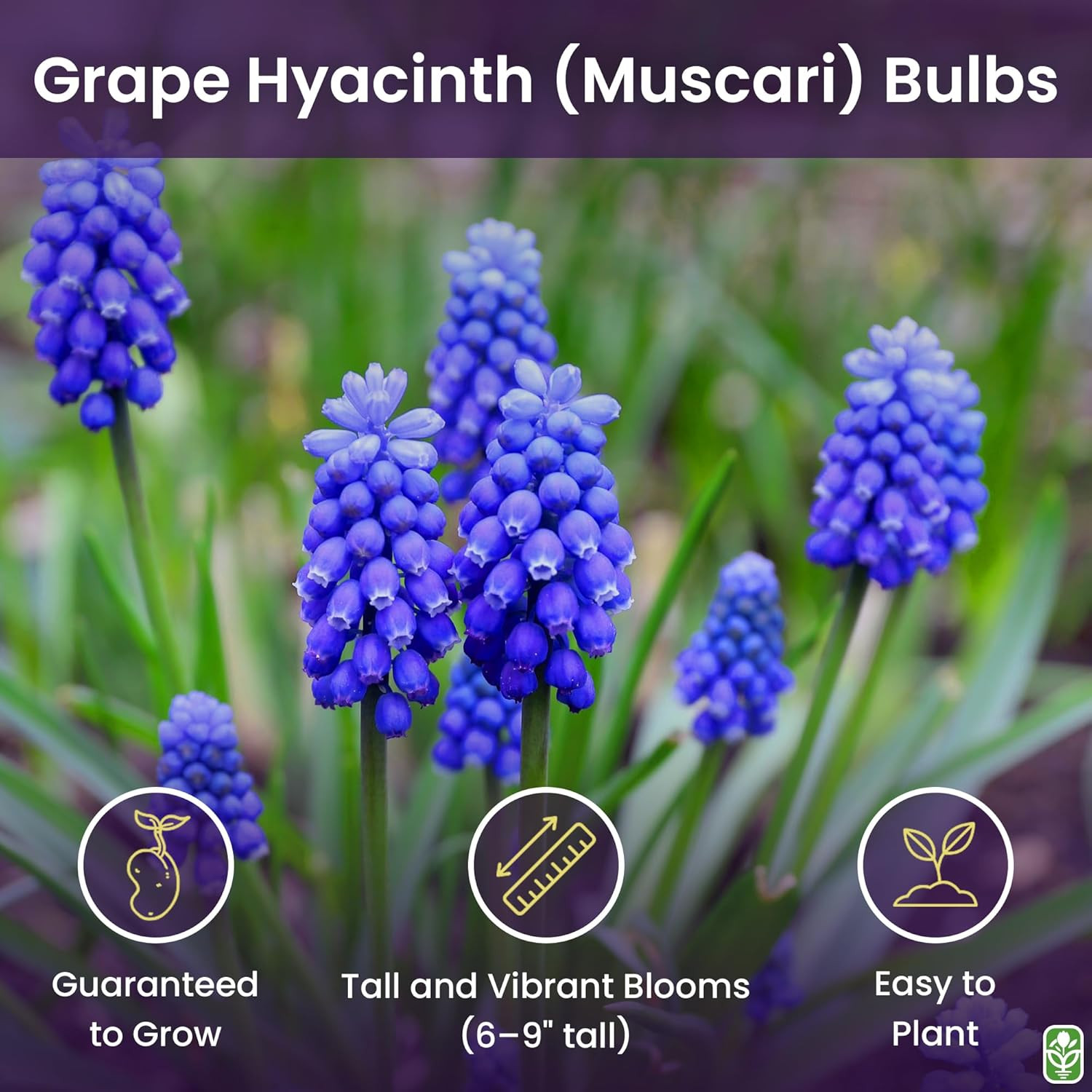 Grape Hyacinth Bulbs – 15 Muscari Armeniacum Bulbs for Planting – Grows 6-8″ Tal