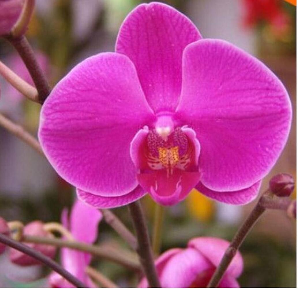 20 SEEDS for Fuchsia Pink ORCHID rare flower exotic house plant USA Seller