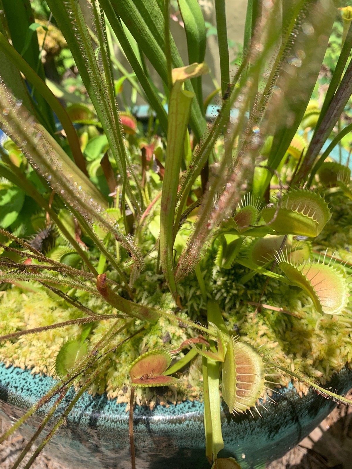 100+ Venus Flytrap seeds + Maxsea plant food