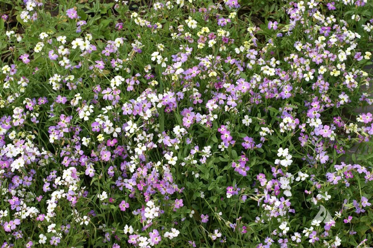 Virginia Stock Seeds, Malcolmia maritima, Beautiful Colorful Blooms, FREE SHIP