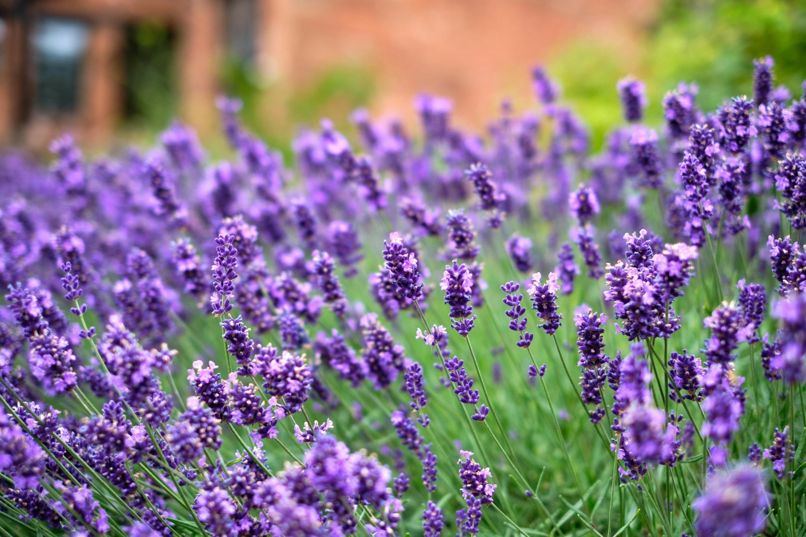 English Lavender Seeds Vera Heirloom Non-GMO Lavandula angustifolia Fragrant