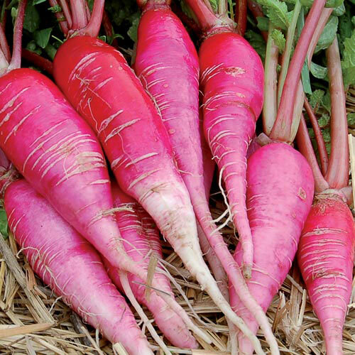 China Rose Radish Seeds 250 Ct Sprouting Vegetable Microgreen USA FREE SHIPPING