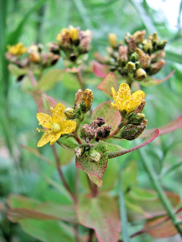 501+Great ST. JOHNS WORT Seeds Native Wildflower Shrub Perennial Herb Medicinal