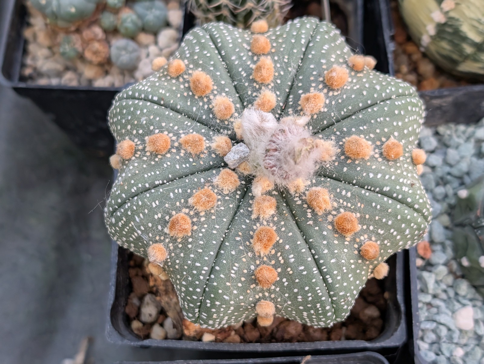 Astrophytum asterias “Mixed Cultivar” 100 Seeds