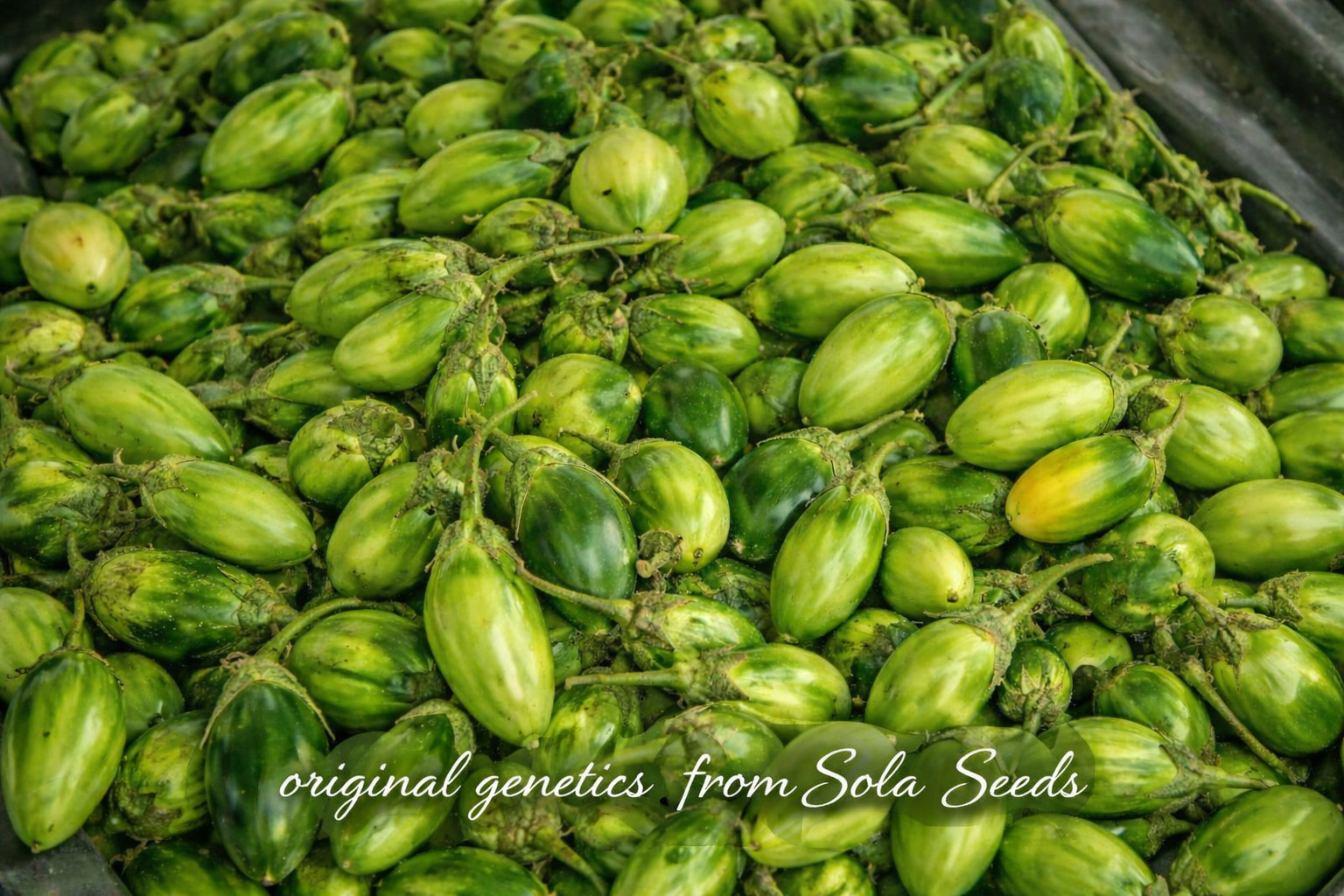 20 Brazilian Eggplant Jilo Comprido Verde Claro Seeds, Heirloom, Non-GMO, USA