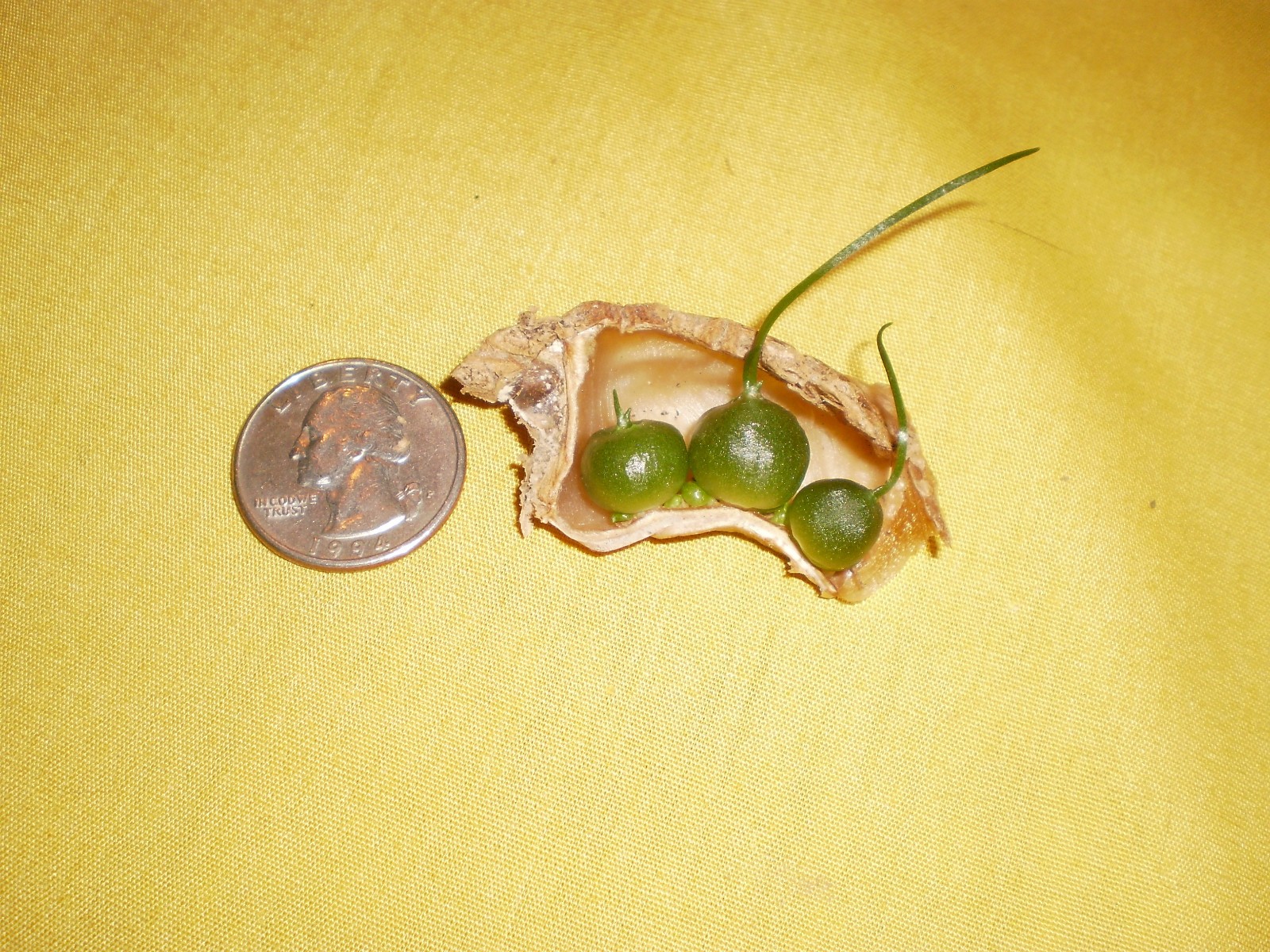 Bowiea youngsters: these sprouts on a very vibrant slice of a Bowiea bulb.