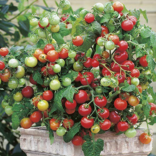 Tiny Tim Tomato Seeds | Non-GMO | Free Shipping | Seed Store | 1035