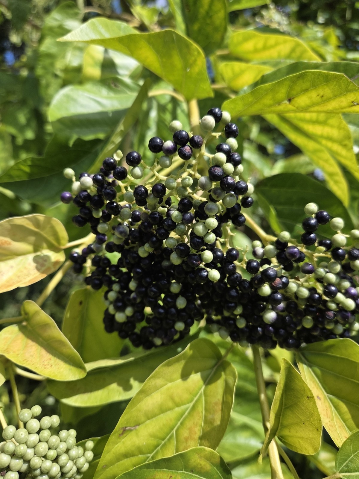 30 seeds of La Cach, cay vong cach,Premna serratifolia L. – harvest Aug-Sept2025