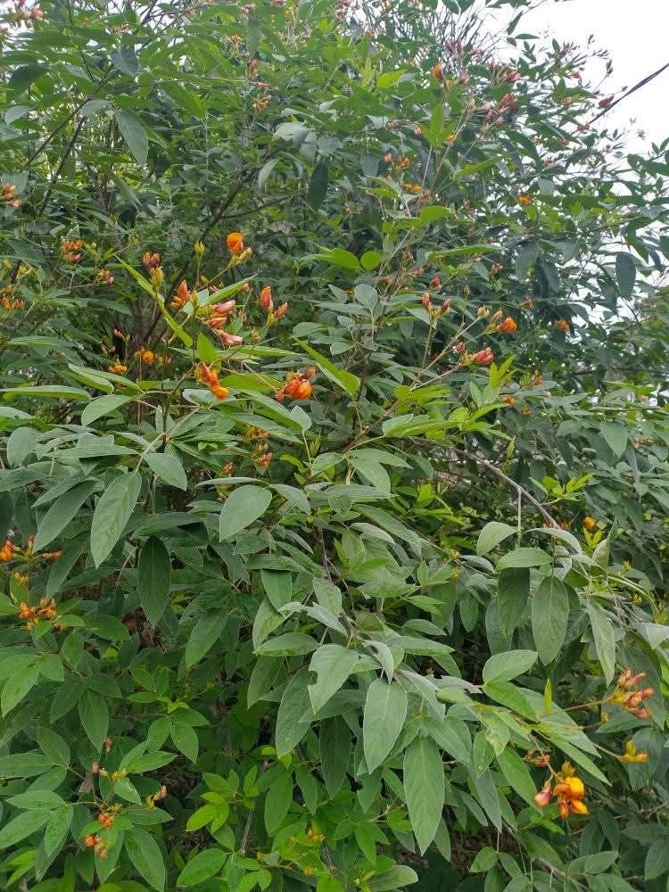 Pigeon Pea Seeds Cajanus Cajan (Red) 2oz Pack 200+ Seeds