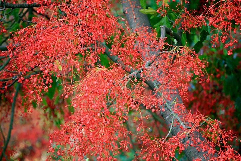 Brachychiton Acerifolius 7 Seeds, Illawarra Flame Tree, Flowering Kurrajong