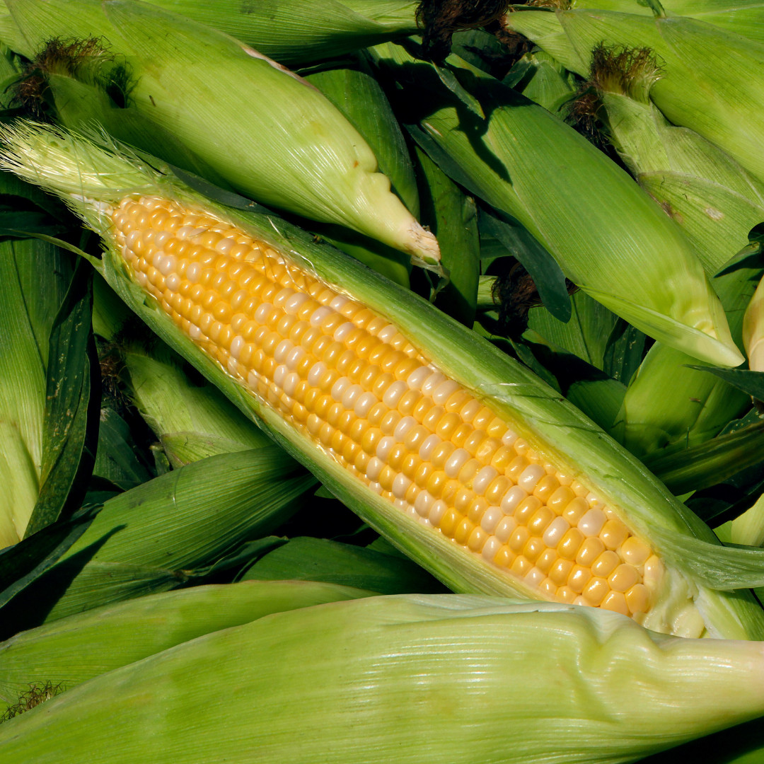 Fresh Peaches and Cream Corn Seeds | Sweet | Heirloom Non-GMO | Vegetable Seeds