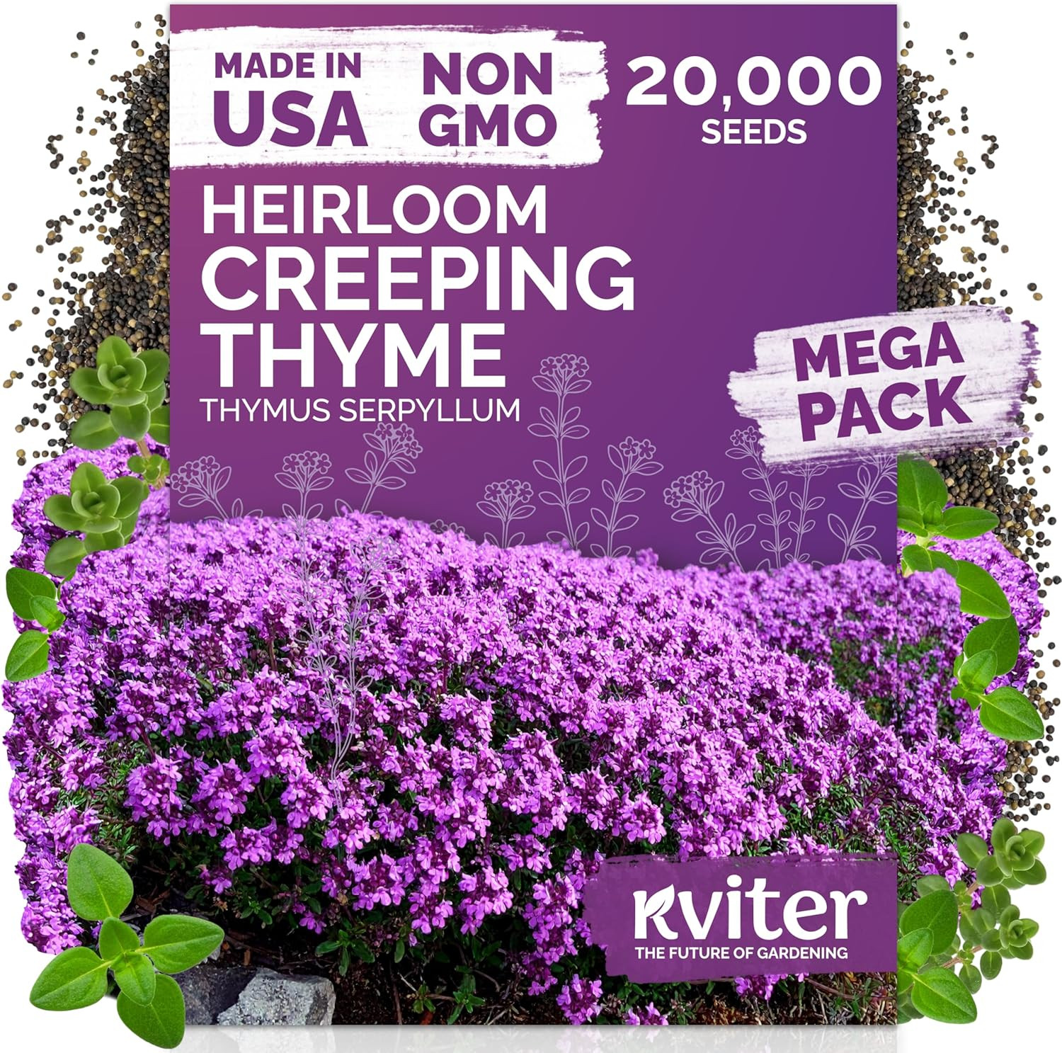 20,000 Creeping Thyme Seeds – Wild Thyme, Aromatic Ground Cover, Purple