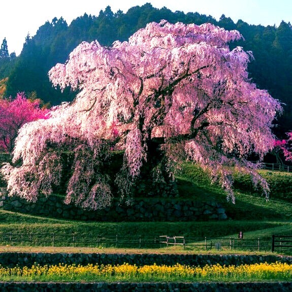 Japanese “WEEPING SAKURA” Cherry Blossom Flower Tree Seeds (pendula) Fast Hardy