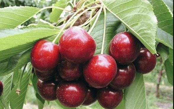 20 Mazzard Cherry Tree Seeds | Lgt. Pink Ornamental Flower – Sweet, Edible Fruit