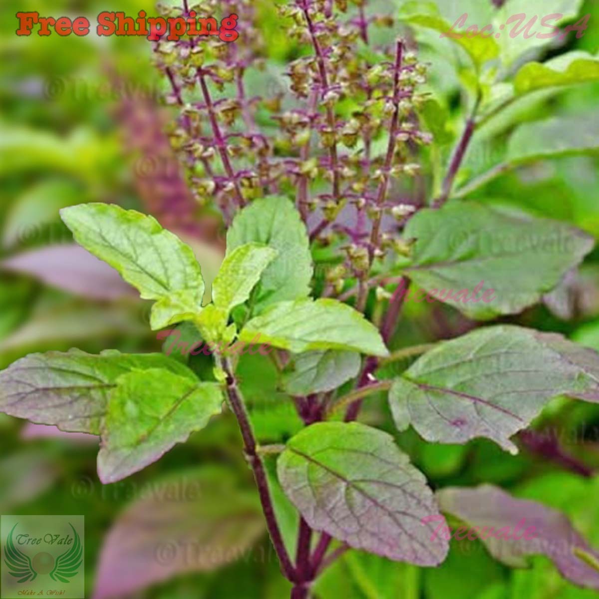 Red Leaf Holy Basil Seeds | Red Holy Basil / Red Tulsi / Sacred Basil Seeds