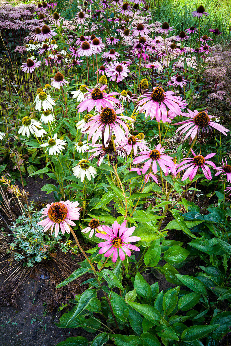 purple Echinacea 100 seeds, coneflower, large daisy-like flowers, herb.