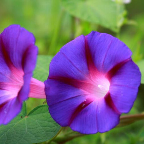 Grandpa Ott Morning Glory Seeds | Non-GMO | Free Shipping | Seed Store | 1183
