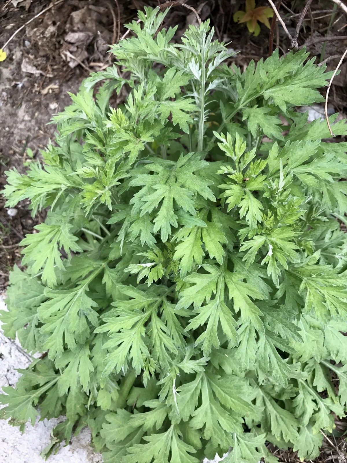 Yomogi Mugwort Seeds (Ssuk, Suuk) | Artemisia princeps Korean Japanese Wormwood